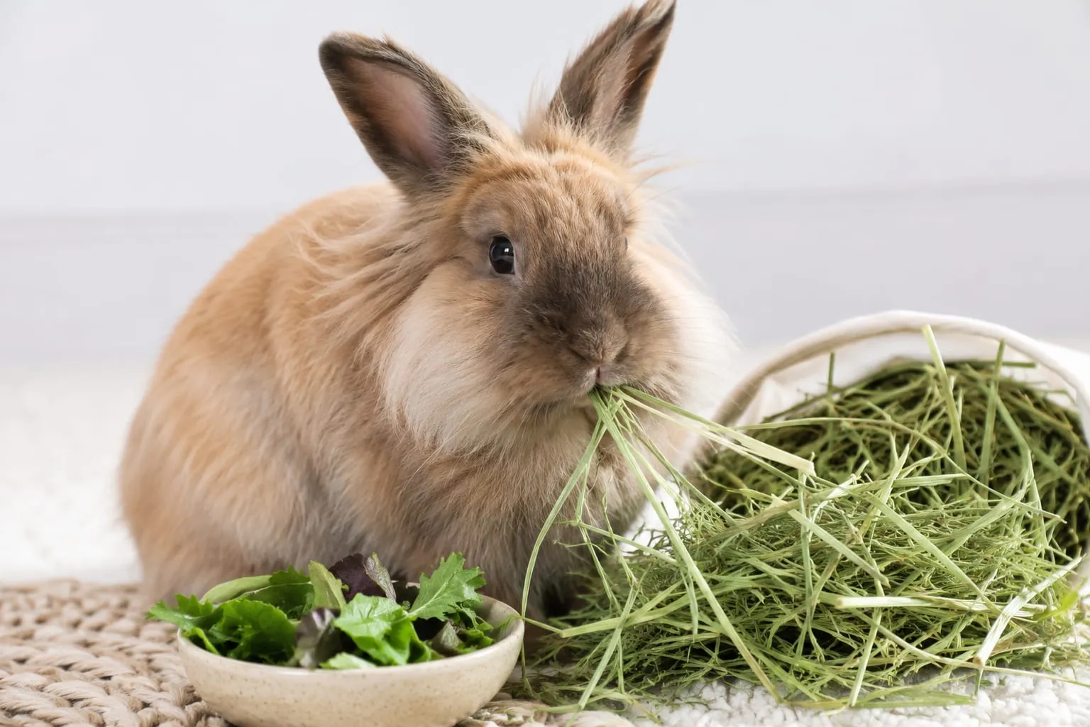 a rabbit is eating green veg and grass and rabbit food with his mouth