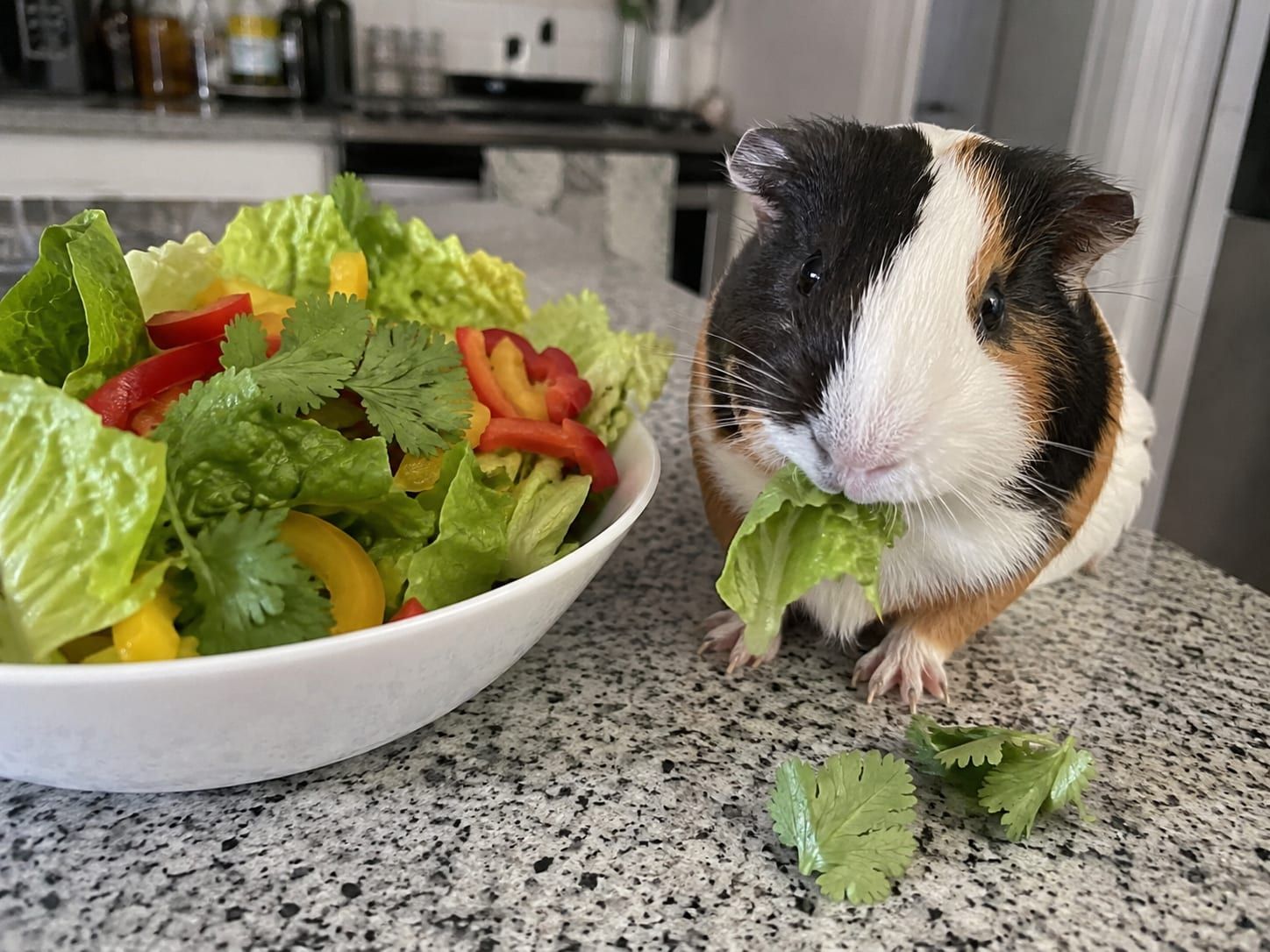 A bowl of fresh romaine, bell pepper and cilantro beside a guinea pig eating on a kitchen counter