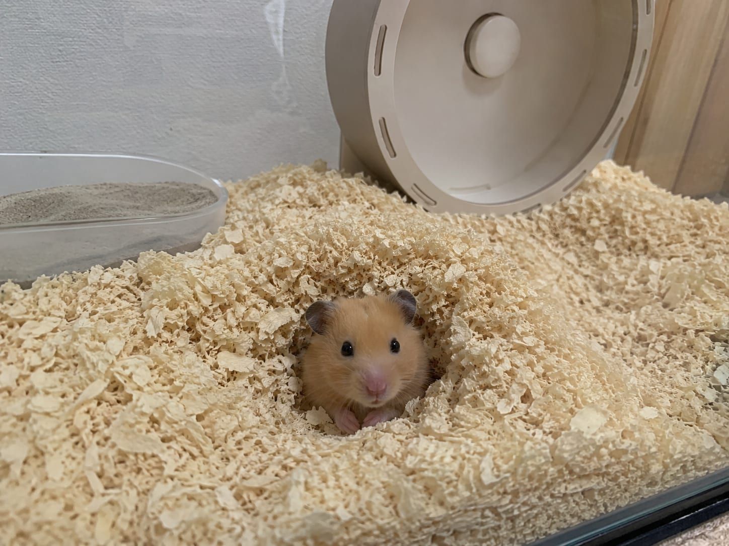A golden Syrian hamster peeking out of a burrow in deep bedding, with a solid wheel and sand bath behind it