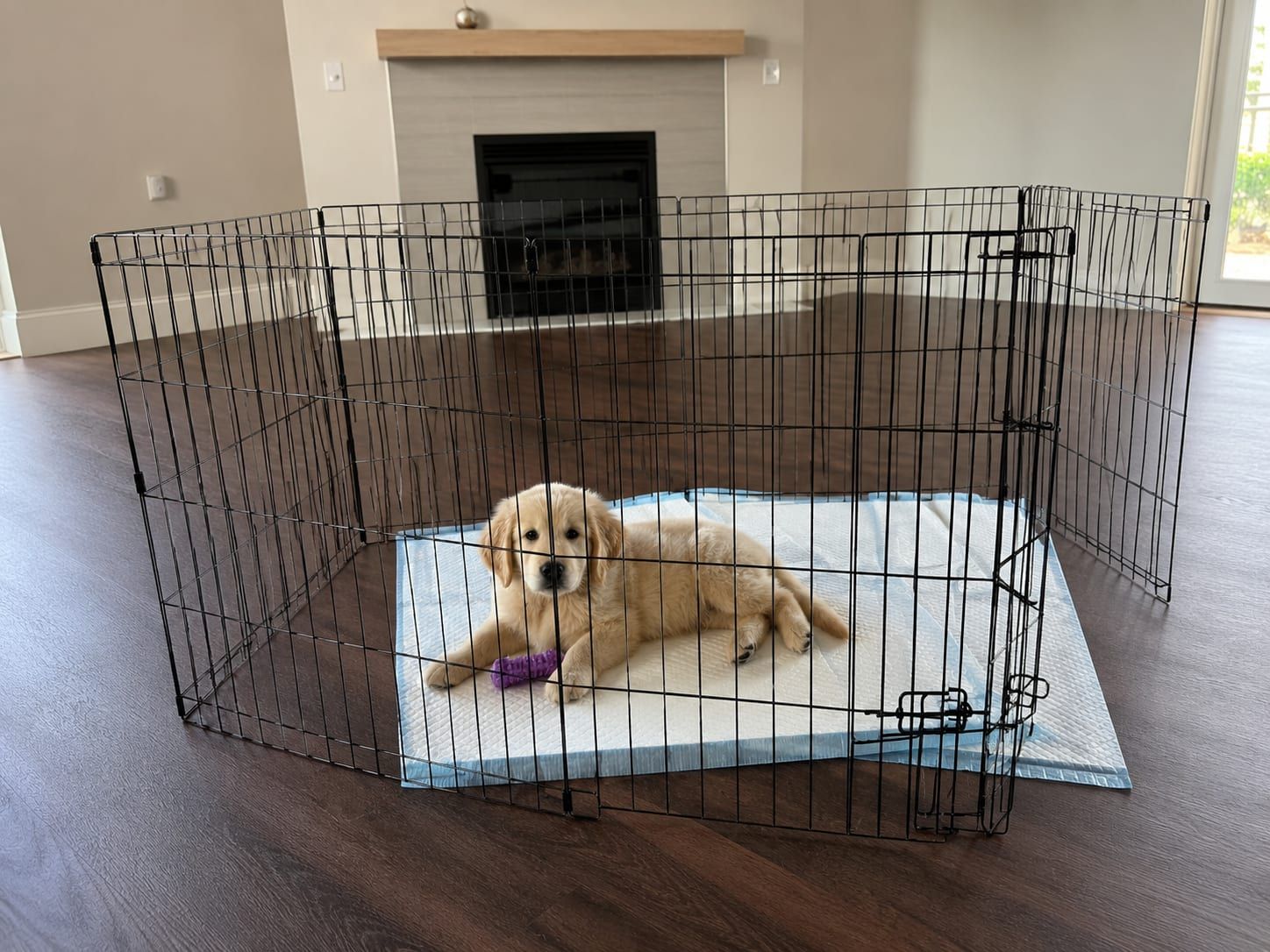 A puppy lying calmly with a chew toy inside an open puppy pen in a quiet living room