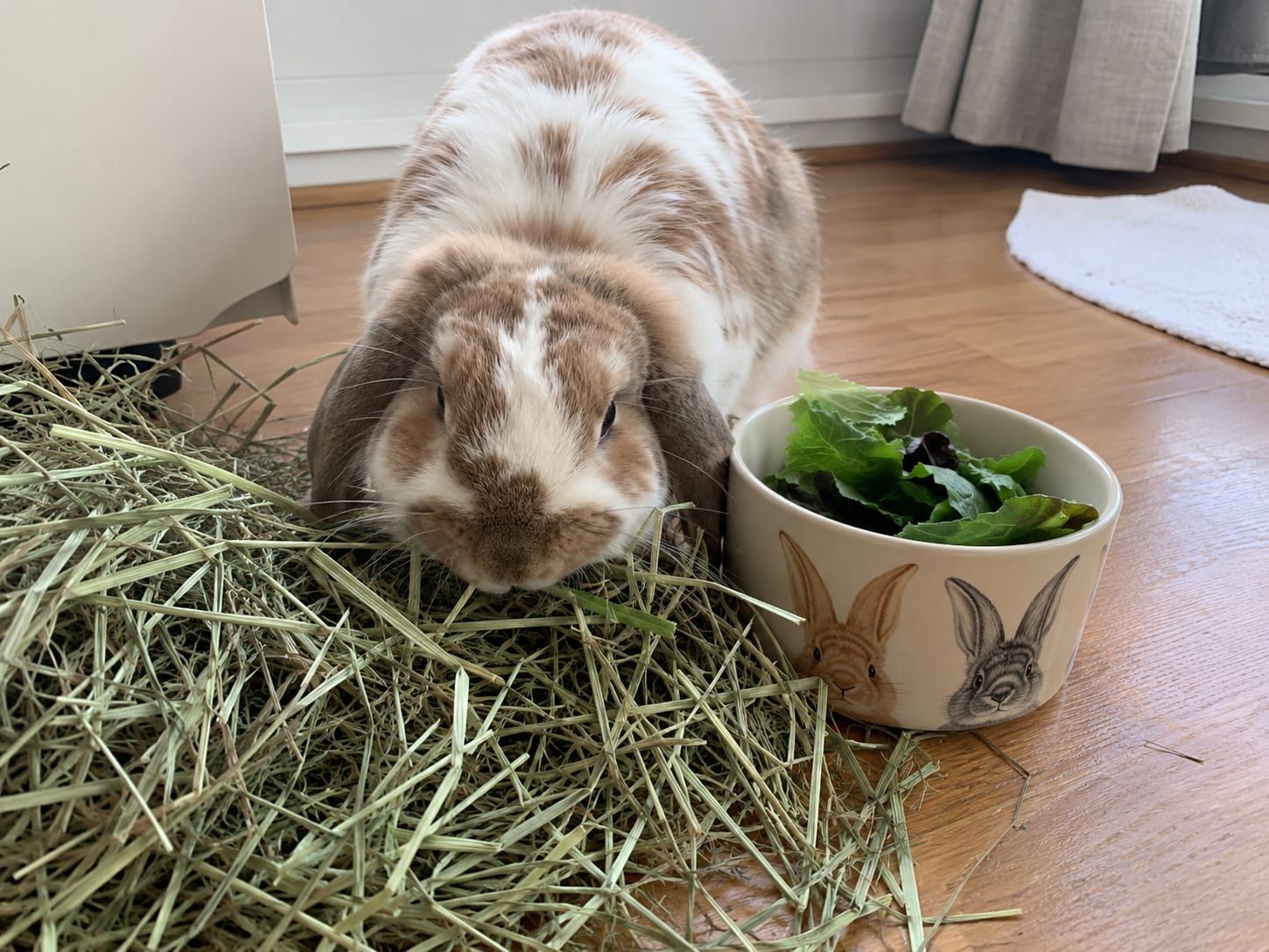 A lop-eared rabbit eating from a pile of fresh timothy hay, with a bowl of leafy greens beside it
