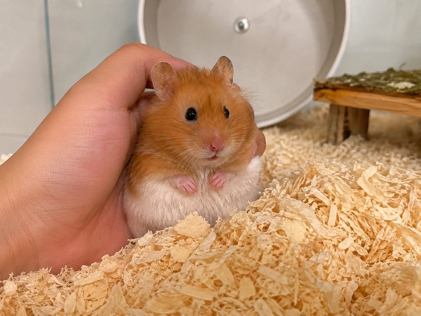 A golden Syrian hamster sitting upright in deep bedding, held gently in a cupped hand
