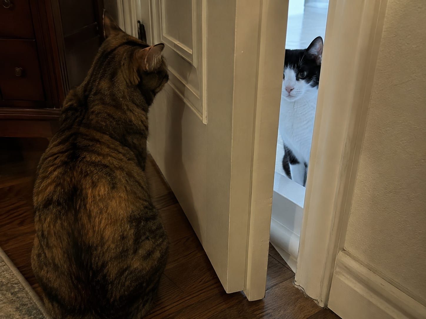 Two cats on opposite sides of a partly open door, one looking through the gap