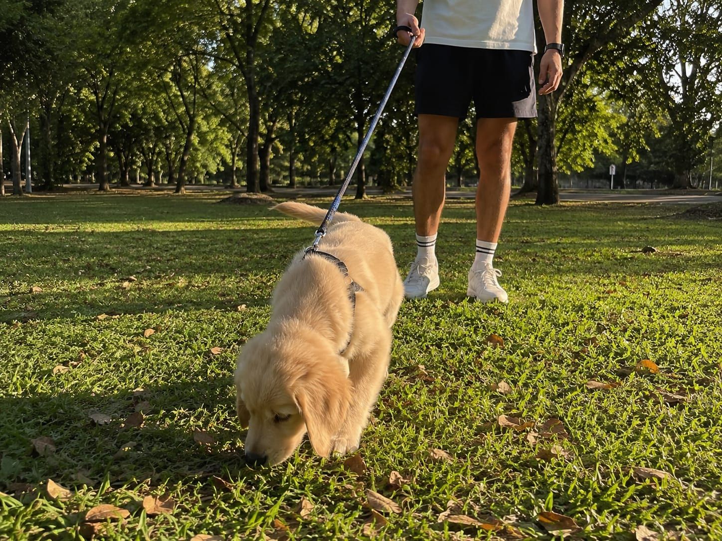 A young puppy on a loose lead sniffing grass in a park on a sunny afternoon