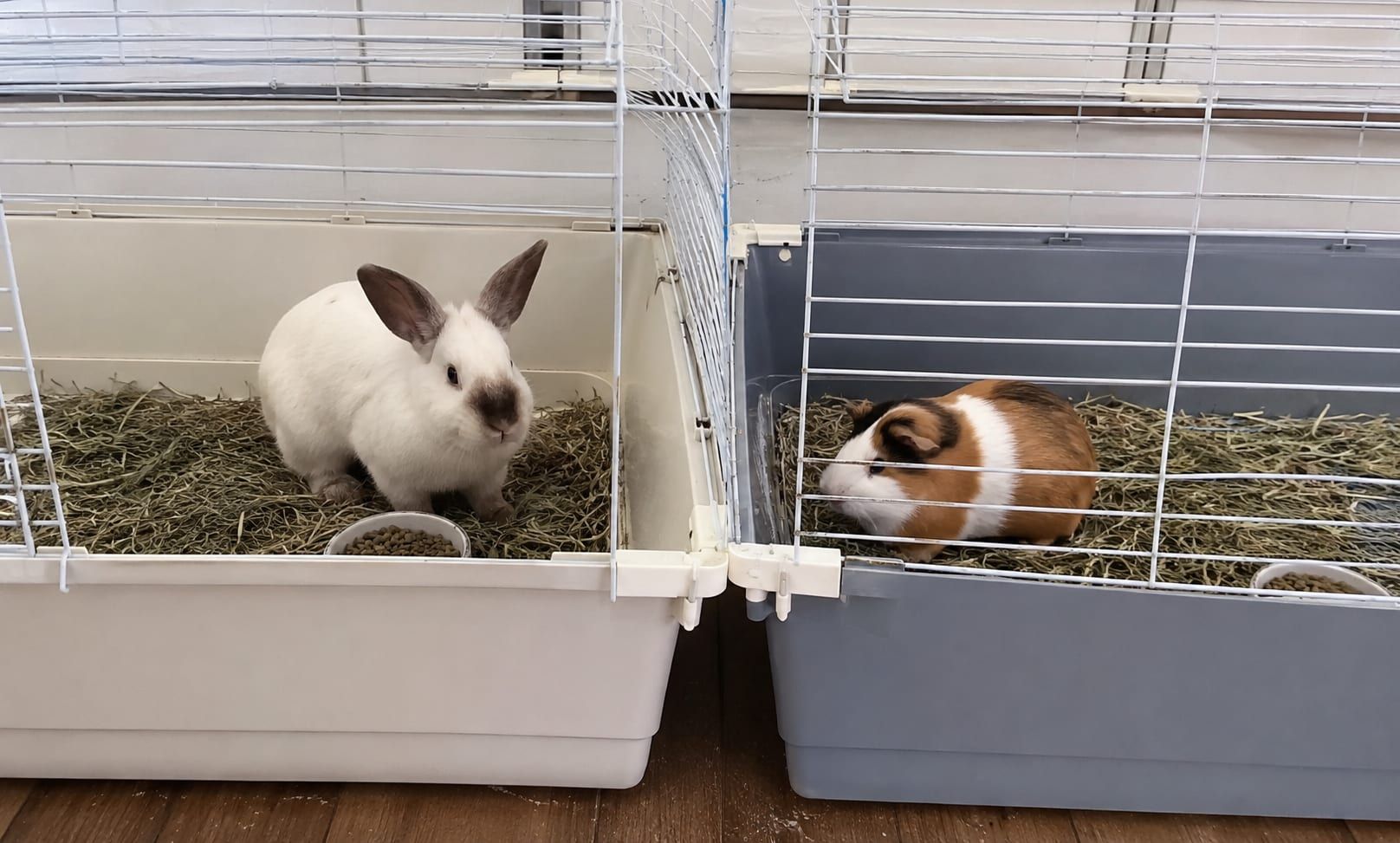 A rabbit and a guinea pig in two separate clean indoor enclosures side by side, hay in both